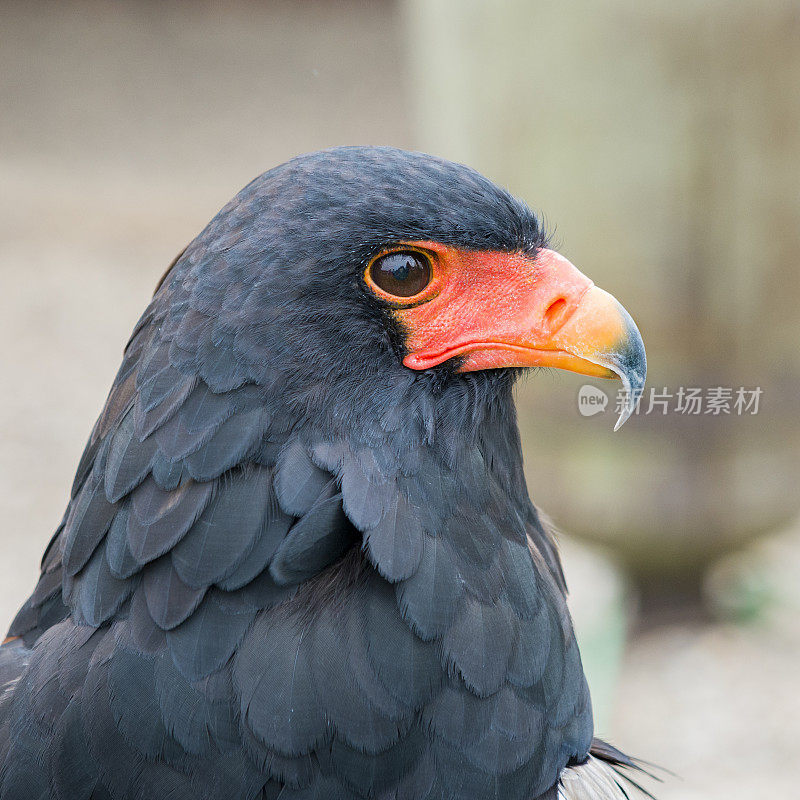 Bateleur Eagle肖像特写